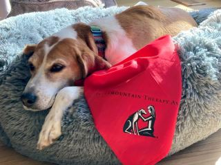 Cold Noses, Warm Hearts Therapy Dogs