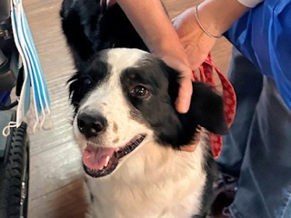 Reading Education Assistance Dogs (R.E.A.D.) in Greater Hartford area
