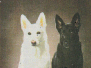 Animal Therapy Team Connecticut