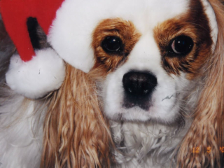 Animal Therapy Team Connecticut